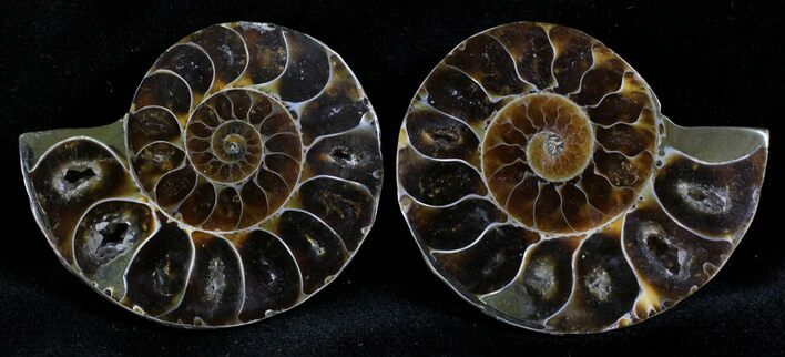Small Desmoceras Ammonite Pair - #27902
